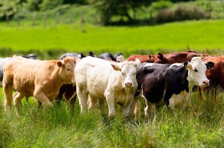 Sobre o  <br><strong> Intoxicação por Planta Tóxica ou Erva Tóxica  </strong>