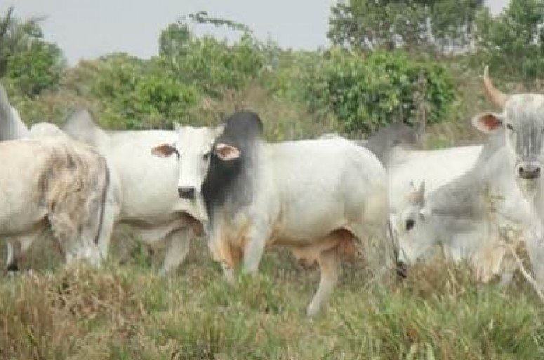 É possível acelerar <br><strong> Ganho de Peso Bovino ?</strong>