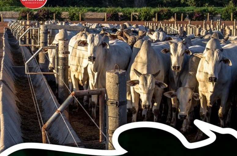 O que é a <br><strong> Sodomia Bovina? </strong>