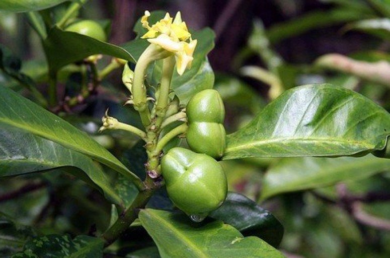 Intoxicação com Ervas ou Plantas