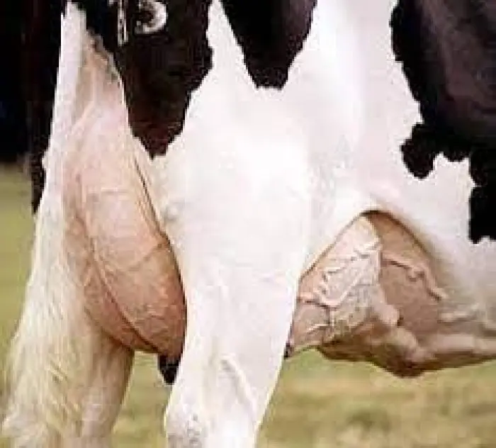 O que é Mamite Bovina.