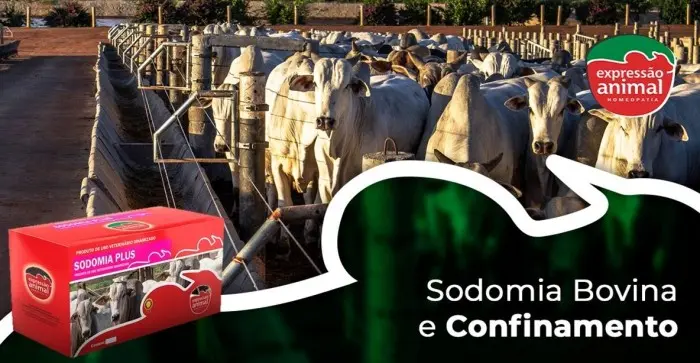 CONFINAMENTO DE BOVINOS DE CORTE