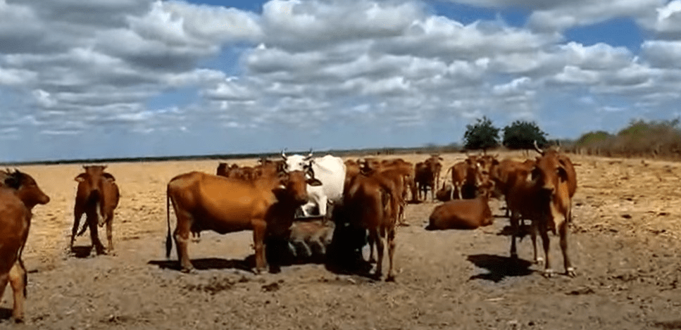 Equalizador e Pecuária: porque sua utilização esta aumentando?