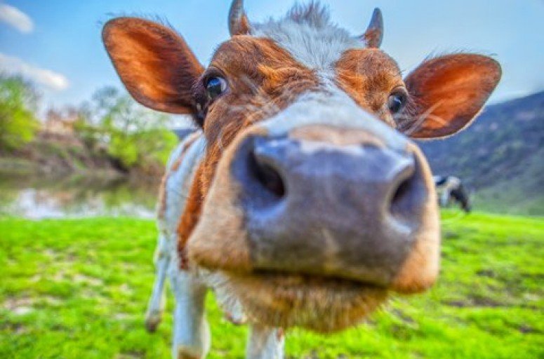 Remédio Homeopático para Verruga de Boi