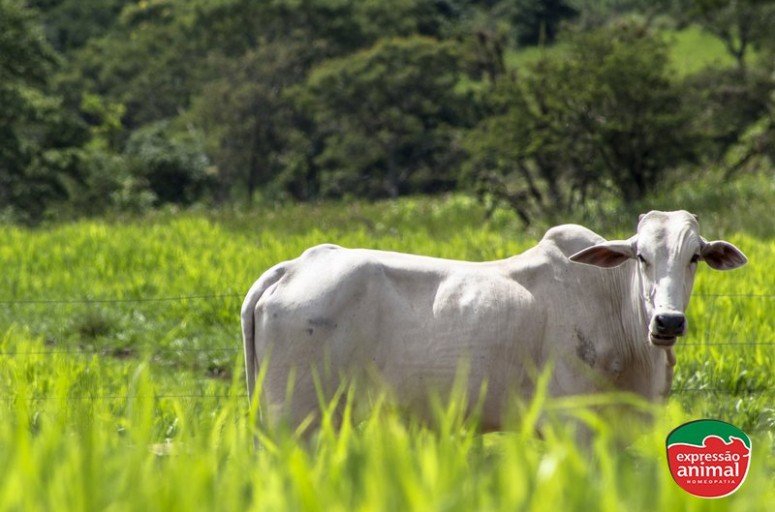 Homeopatia para gado: quais as vantagens?