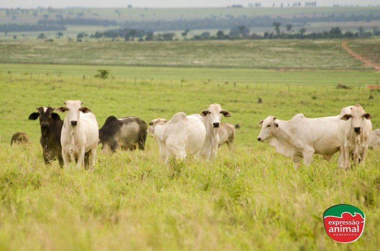 Como engordar gado com mais eficiência e rapidez usando remédios homeopáticos?