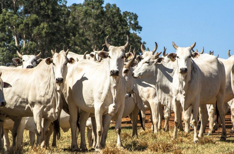 Quais os danos causados pela mosca de chifre e como combatê-los?
