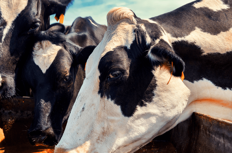 Mastite bovina: o que é e como pode afetar seu rebanho