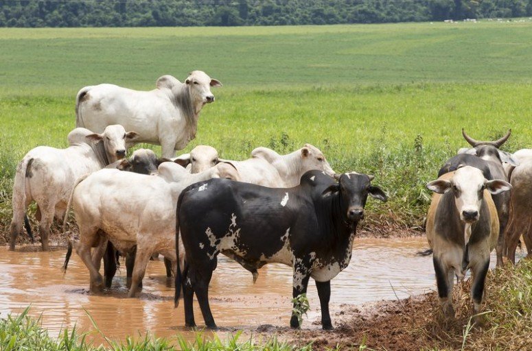 O que é o gabarro e como ele afeta a saúde das vacas?