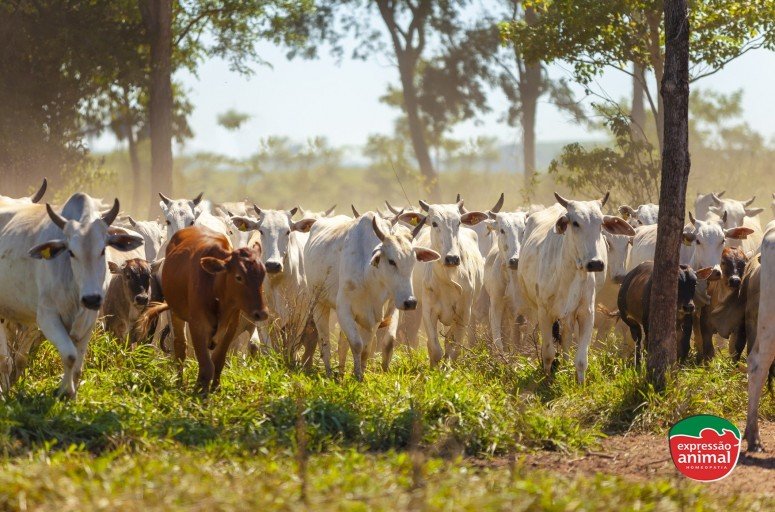 Qual melhor remédio para  controle de moscas de chifre