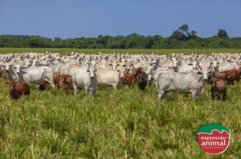 Quais os principais parasitas bovinos e como evitar