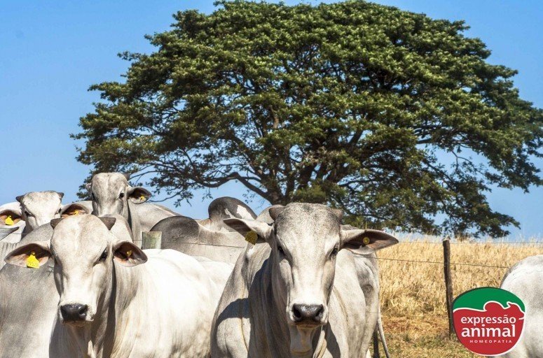 Tratamento da sodomia bovina: como garantir a rentabilidade do seu rebanho