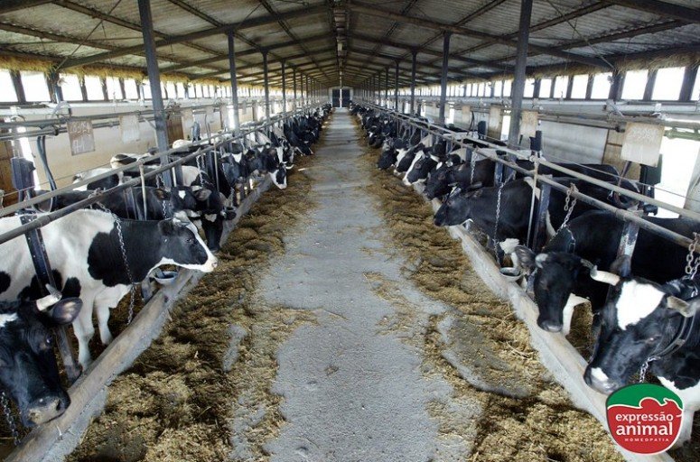 Gabarro: O impacto na produtividade do gado e no rendimento do leite