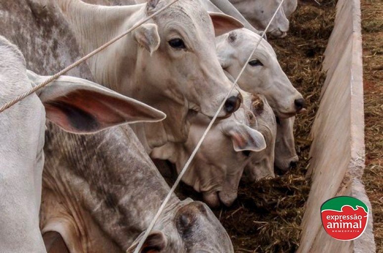 Quais os riscos econômicos da sodomia bovina para criadores de gado