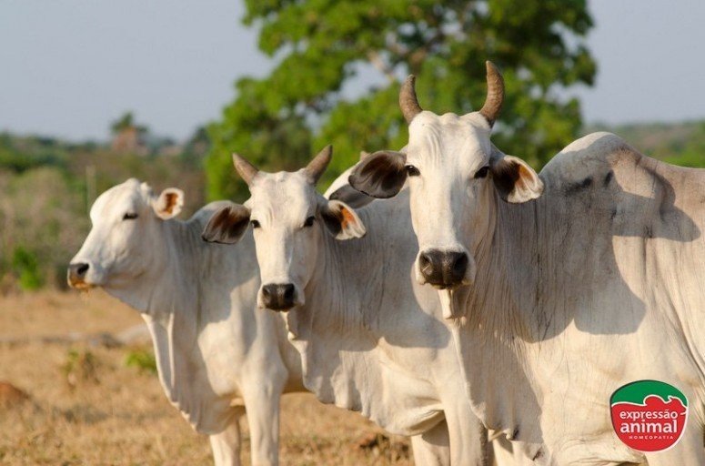 Como os remédios homeopáticos ajudam a evitar perdas na produção bovina