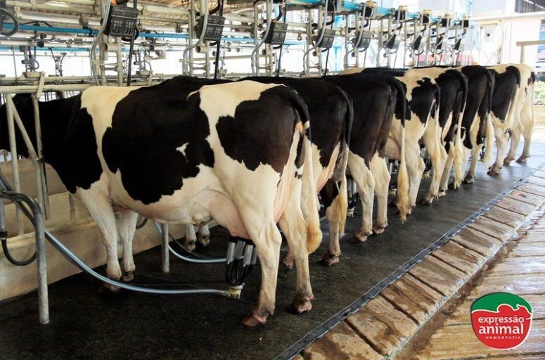 Como realizar um bom programa de controle de mastite bovina