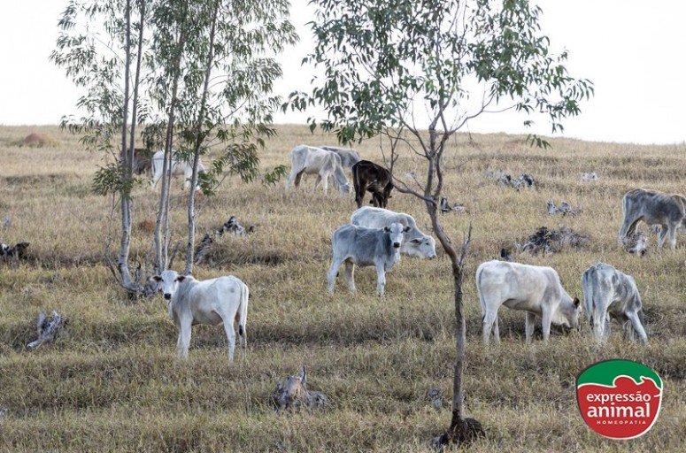 Como identificar plantas tóxicas no pasto e prevenir intoxicações no gado