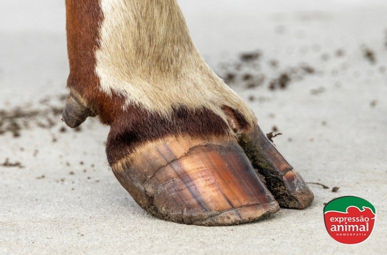 Tratamentos para gabarro: é possível tratar usando remédios homeopáticos