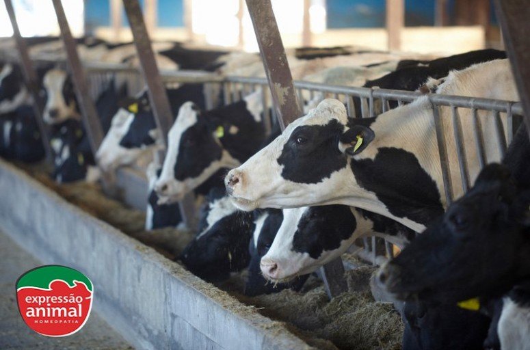 Mamite bovina e a importância da prevenção na saúde e bem-estar das vacas leiteiras