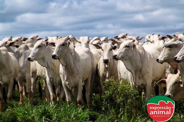 Como controlar moscas de chifre em bovinos: soluções homeopáticas para produtores rurais