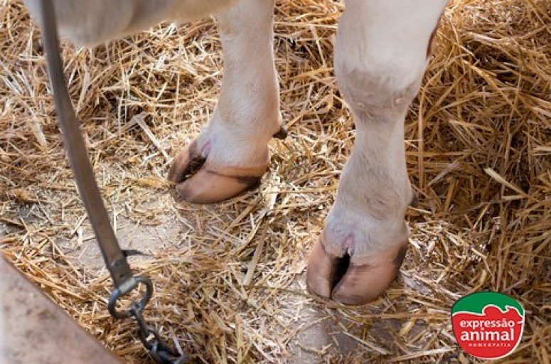 A importância do tratamento rápido e adequado de doenças de casco em bovinos