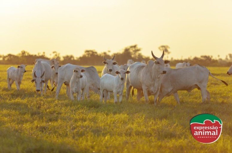 Moscas de chifre: como afetam o bem-estar animal e o que os produtores podem fazer para ajudar