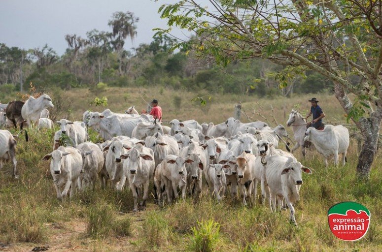 Conheça as plantas tóxicas para o gado e saiba como evitar os danos causados na pecuária