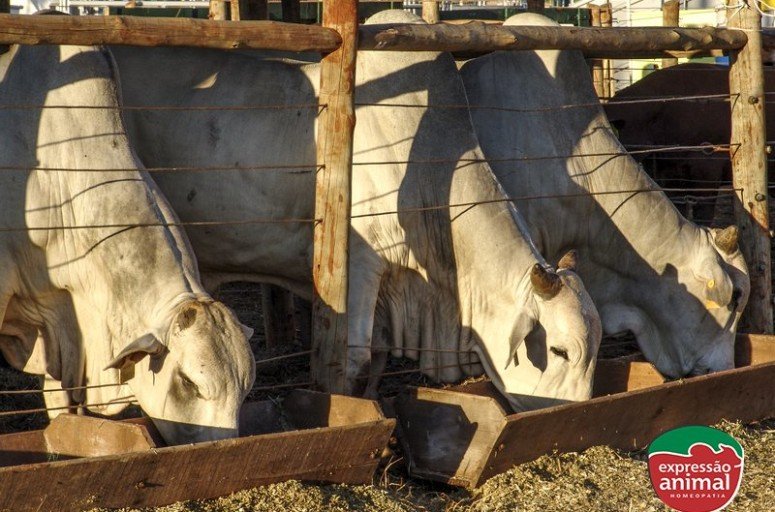 Estresse bovino: como diminuir a agressividade e evitar a sodomia