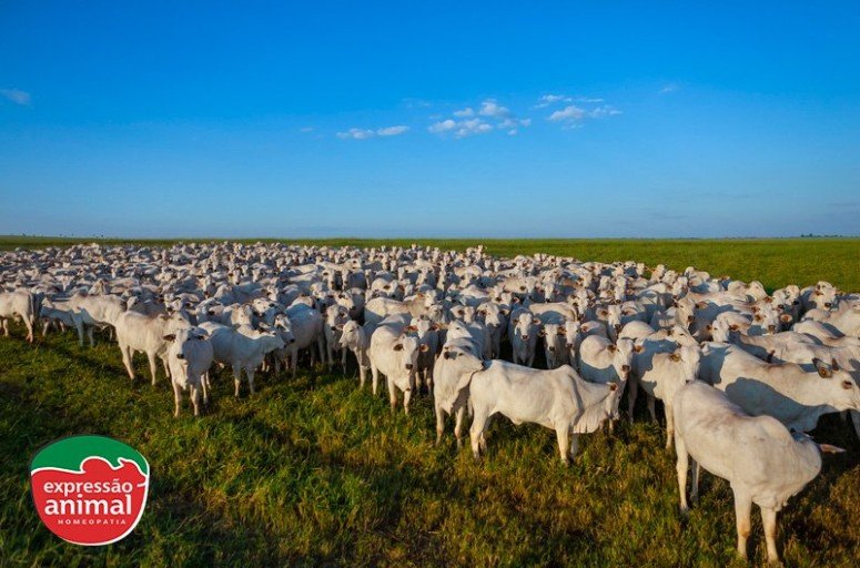 Aumentar o ganho de peso bovino naturalmente: É possível, quais as principais dicas?