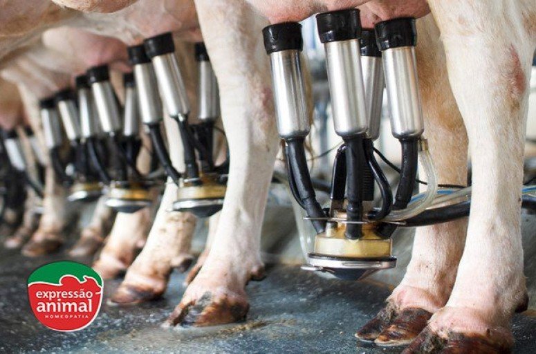 Principais doenças de casco em bovinos: como identificar e tratar de maneira natural e eficaz