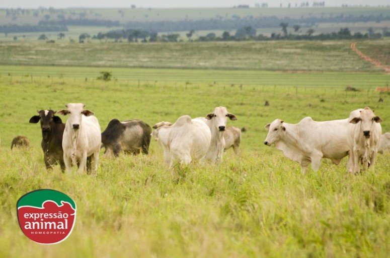 Quais os principais riscos da mosca de chifre e como prevenir?