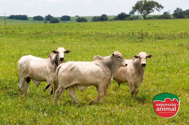 Ganho de peso bovino: como aumentar seu rendimento com remédios homeopáticos