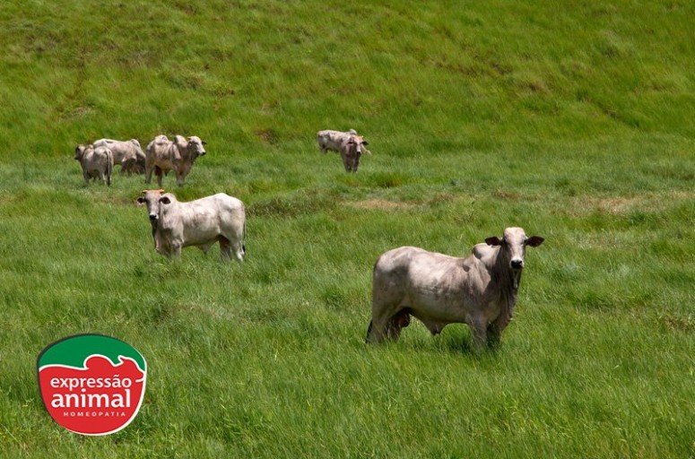 Quais os principais benefícios da homeopatia para gado de corte?