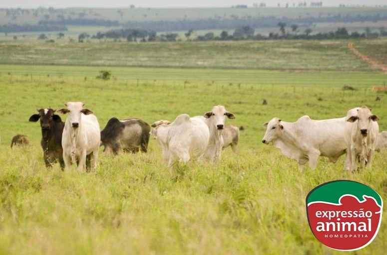 Como a homeopatia para bovinos pode ser uma alternativa natural e eficaz para o controle de parasitas