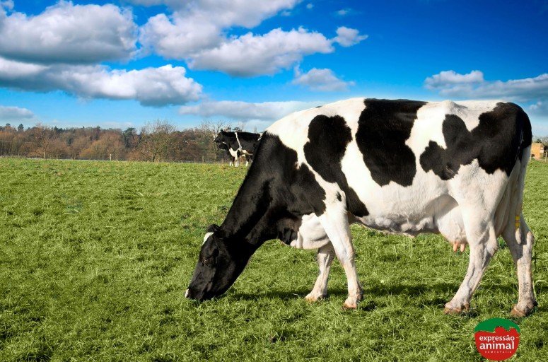Principais doenças de bovinos leiteiros e como tratar de forma natural