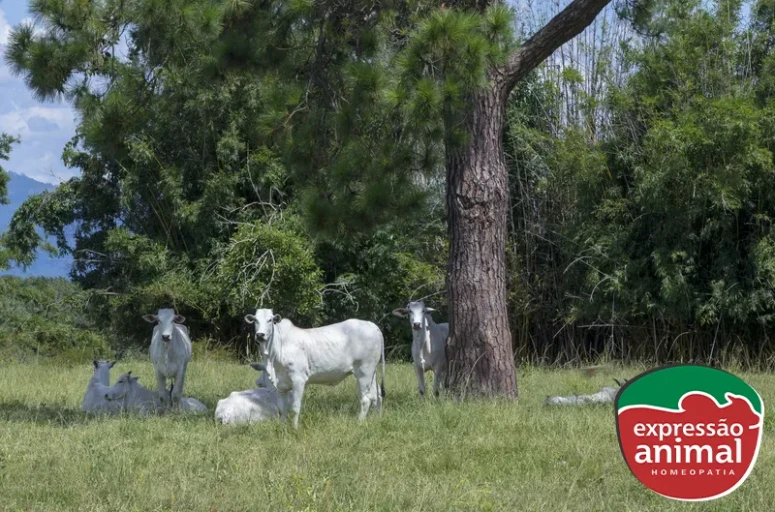 Riscos da fotossensibilização bovina e como tratar
