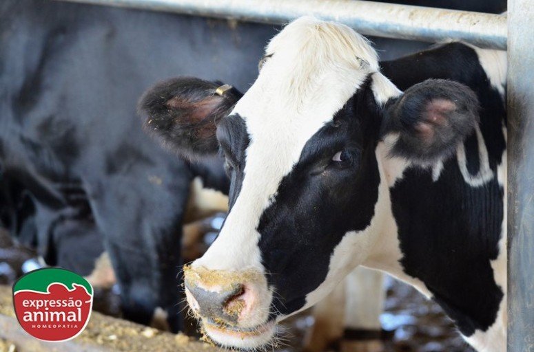 Riscos da Figueira Bovina e a Importância de um Tratamento Rápido