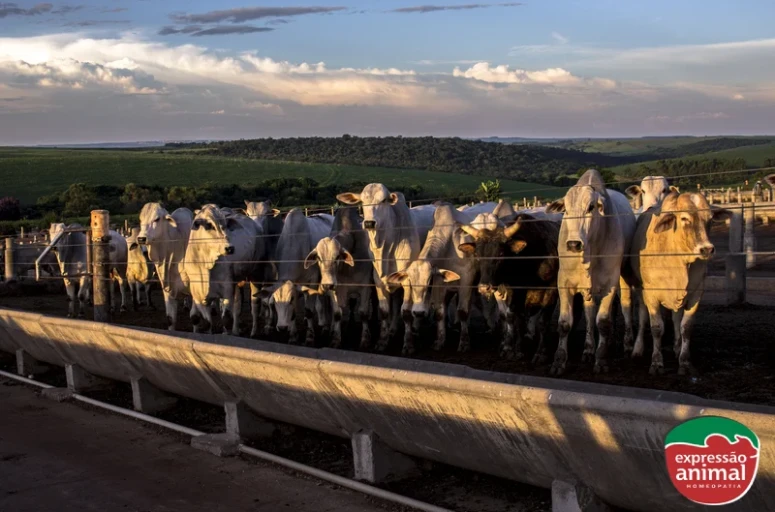 Como identificar a Sodomia Bovina e tratar de forma natural?