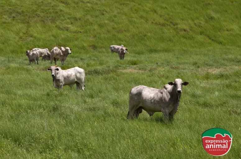Como a homeopatia pode ajudar no controle de parasitas em bovinos