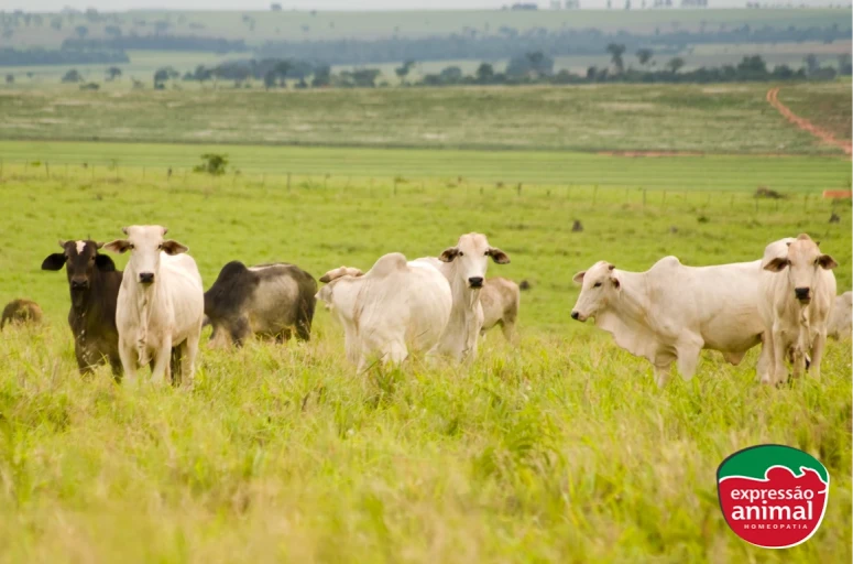 Como a homeopatia pode ajudar a reduzir o estresse em bovinos