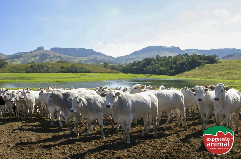 Quais as principais doenças em bovinos, caprinos e ovinos que podem ser tratadas com homeopatia?