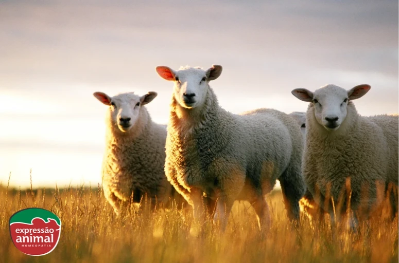 Como a homeopatia pode auxiliar no controle de verminoses em bovinos, e caprinos e ovinos
