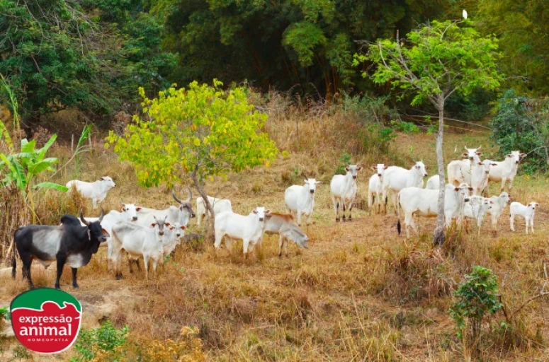 Principais plantas tóxicas para bovinos e como tratar em caso de intoxicação