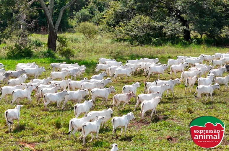 Qual a importância e as vantagens do uso de homeopatia para bovinos em fazendas leiteiras