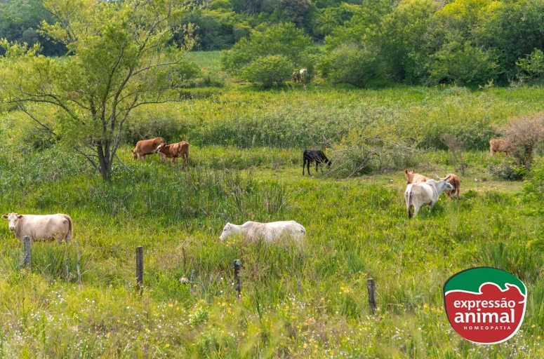 Plantas tóxicas para bovinos: como tratar seu rebanho em caso de intoxicação