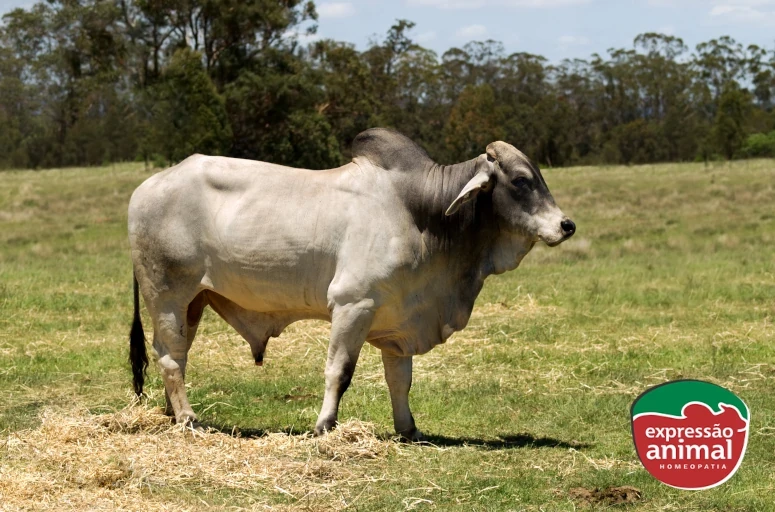 Diferenças entre sodomia bovina em confinamento e pastagem: desafios e soluções