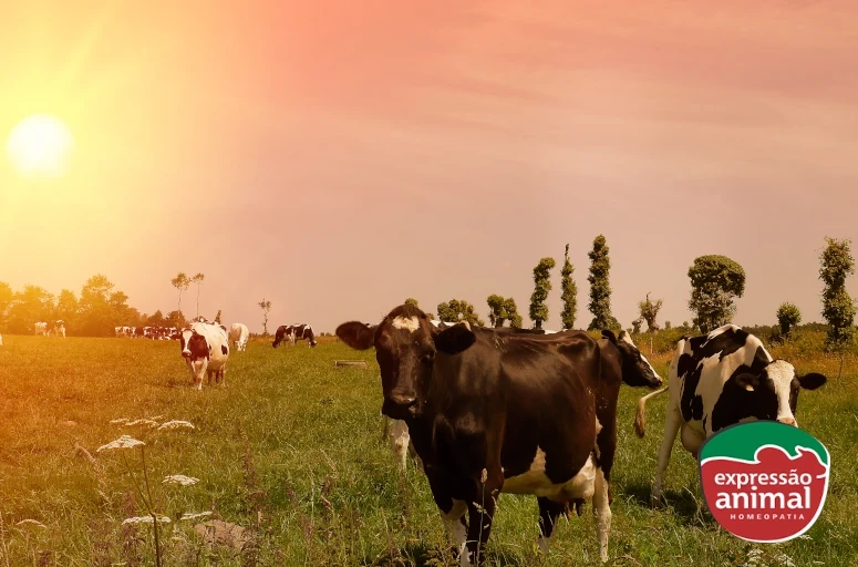 Homeopatia como tratamento e prevenção para intoxicação bovina: benefícios e eficácia