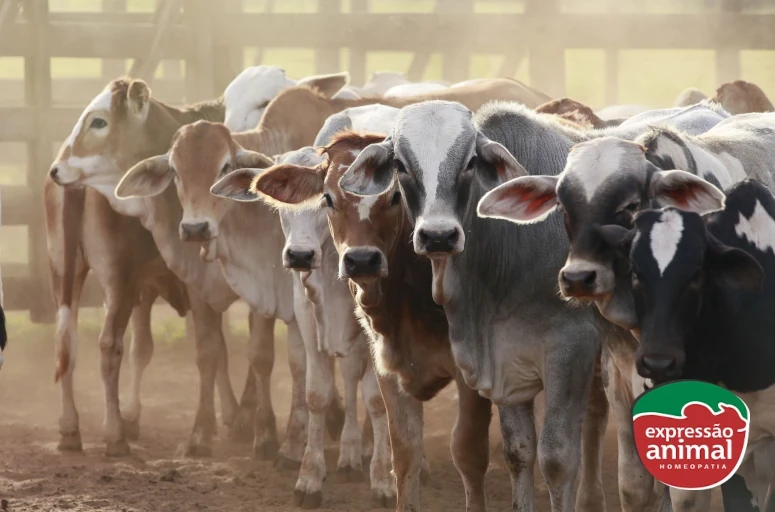 Fatores que influenciam a fertilidade na reprodução bovina