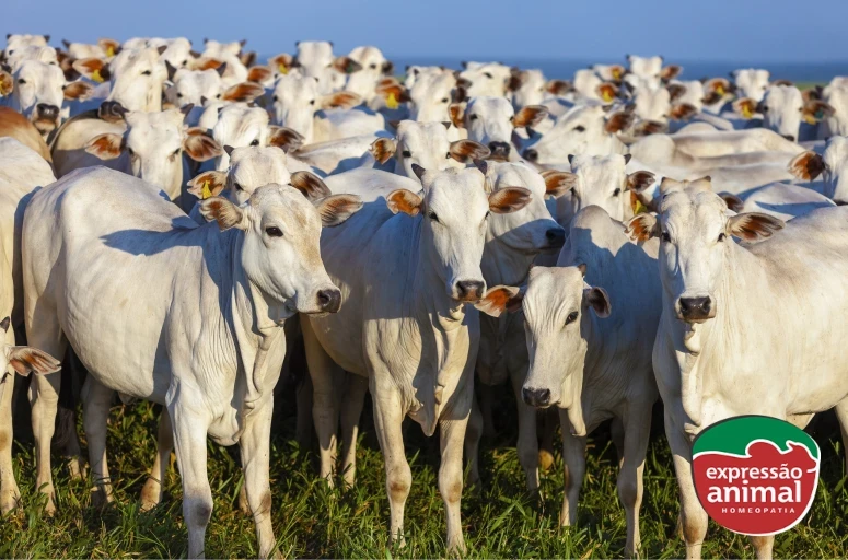 Saiba como garantir ganho de peso bovino de maneira natural