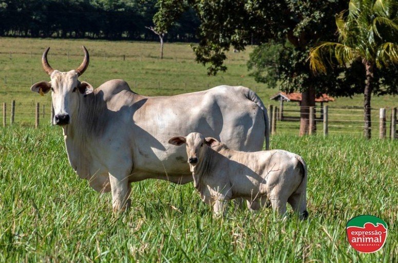 Nutrição e reprodução em bovinos: descubra como aumentar a fertilidade bovina